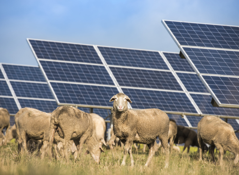 Solar,Panels,With,Sheep